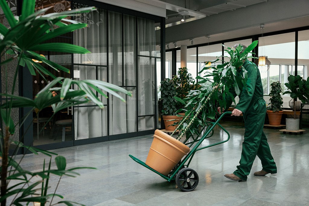 Worker in green overalls moves a large potted plant on a trolley inside a modern building.